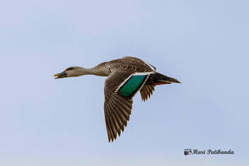 A Spot Billed Duck in Flight - Kostenloses image #471923