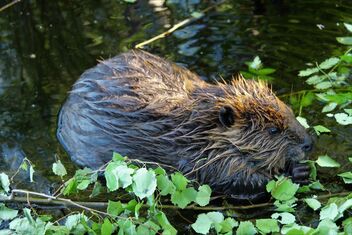 The beaver-puppy in wilderness. - бесплатный image #471943
