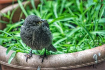 Starling chick - Free image #471953