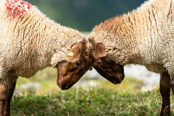 Sheep fight - Free image #472173