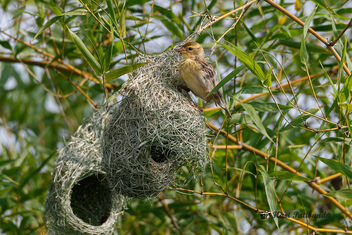 A Baya Weaver female inspecting the nest! - image #472203 gratis