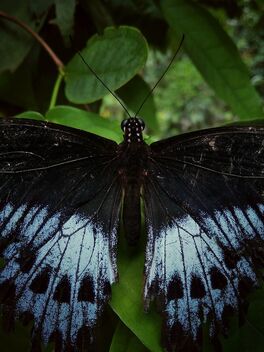 Butterfly - image gratuit #472223 