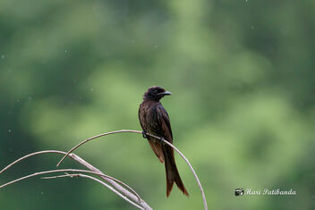 A Black Drongo in the rain - Free image #472463