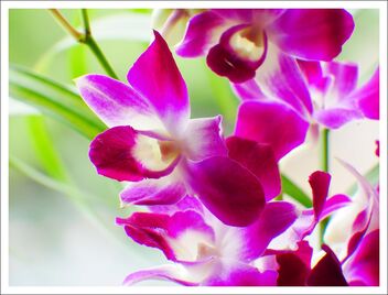 orchids - image gratuit #472493 