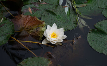 Seerose im Sommerregen- Water Lily in summer rain - image #472693 gratis