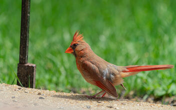 Female Cardinal - Kostenloses image #472733