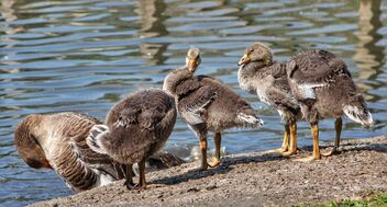 Goose family... - image gratuit #472783 