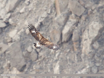 Golden Eagle (Aquila chrysaetos) - бесплатный image #472863
