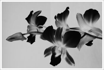 orchid flowers - image #473243 gratis