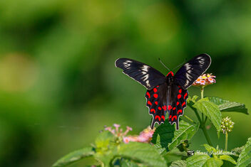 A Crimson Rose Butterfly on a Flower - Kostenloses image #473283