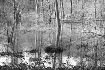 Water, trees. - Kostenloses image #473393