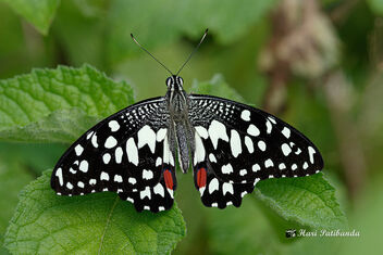 A Lemon Swallowtail Butterfly - image #473403 gratis