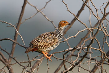 A Painted Francolin calling for its mate - image #473513 gratis