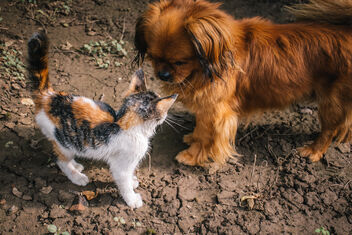 Curious cat and dog sniffing each other out - бесплатный image #473543