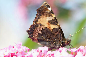 Butterfly - бесплатный image #473633