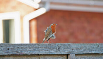 Robin - they are back again - image #473683 gratis