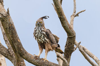A Changeable Hawk Eagle on a High perch Surveying - Free image #473983