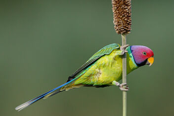 A Wide Eyed Plum Headed Parakeet - бесплатный image #474023
