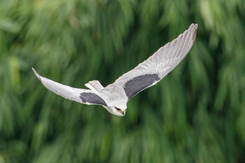 A Black Winged Kite in an Attack Dive - image gratuit #474043 