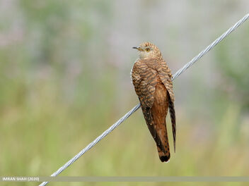 Common Cuckoo (Cuculus canorus) - бесплатный image #474173
