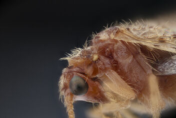 brown lacewing_2020-08-28-11.05.01 ZS PMax UDR - Kostenloses image #474213