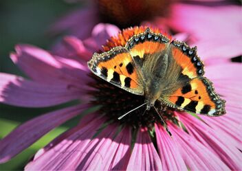 Nettle butterfly - image gratuit #474273 