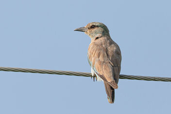 A European Roller in India - A Rare migrant - Free image #474323