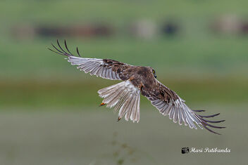 The First Winter Migrant Raptor this season - A Eurasian Marsh Harrier - image gratuit #474553 