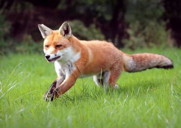 Scampering Fox - Free image #474663
