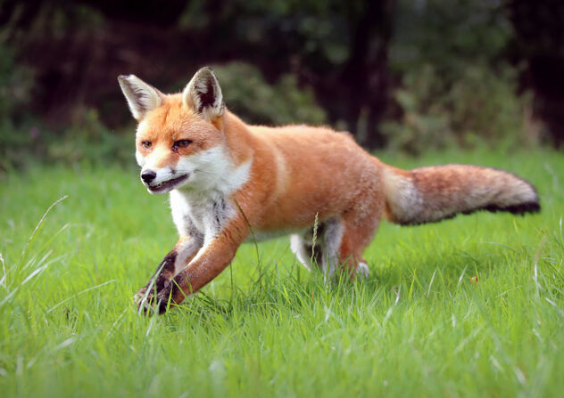 Scampering Fox - Free image #474663