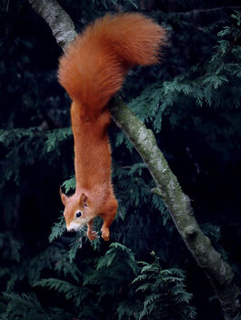 Red Squirrel Gymnastics - Kostenloses image #474683
