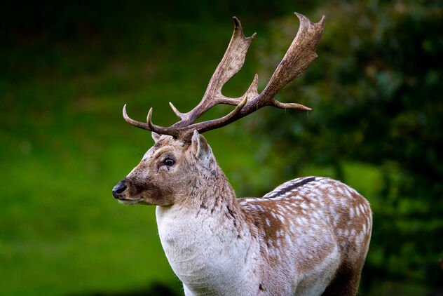 Dallam Park Deer - 1 - image gratuit #474863 