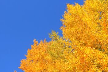 Autumn colors - Free image #475113