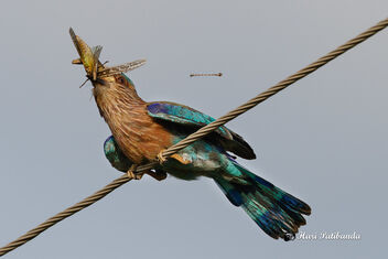 An Indian Roller Struggling with a grasshopper - бесплатный image #475203