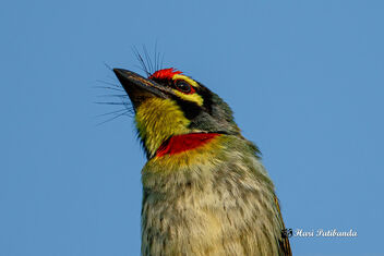 A Coppersmith Barbet Up close - Free image #475243