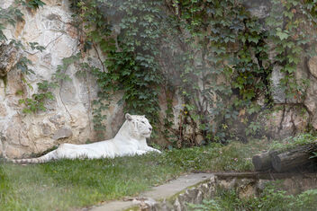 White Tiger laying on the grass in the zoo garden - бесплатный image #475293