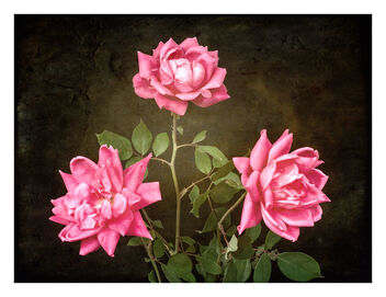 Roses in Soft Light - бесплатный image #475323