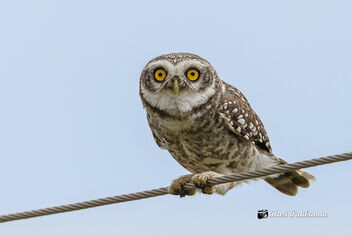 A Spotted Owlet curious about the Photographer - бесплатный image #475393