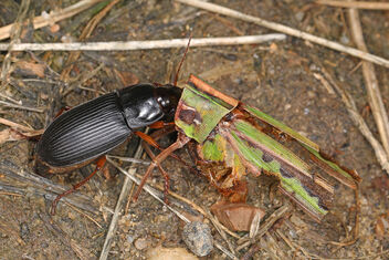 Ground Beetle - Harpalus species? with Admirable Grasshopper - Syrbula admirabilis, Meadowood SRMA, Mason Neck, Virginia - Free image #475543