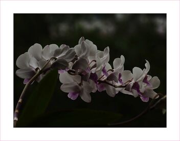 orchids - image #475553 gratis