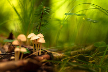 Macro magic in the forest - бесплатный image #475623