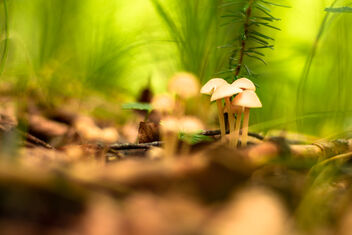 Mushroom Forest - image #475893 gratis