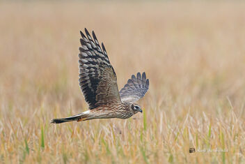 A Pallid or Montagu's Harrier Female Juvenile in flight - image gratuit #475913 