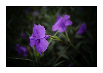 Wild purple petunia - image gratuit #475983 