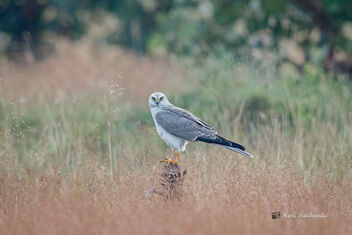 A Pallid Harrier - Adult male roosting just after sunset - Free image #476053
