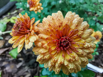 Herbstbrokat, chrysanthemum - бесплатный image #476073