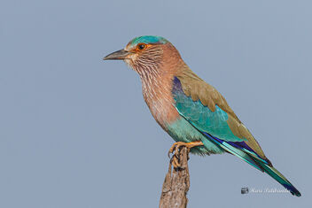 An Indian Roller Protecting its Perch - Free image #476243