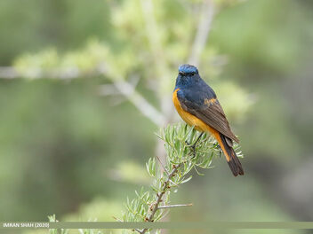 Blue-fronted Redstart (Phoenicurus frontalis) - Free image #476253