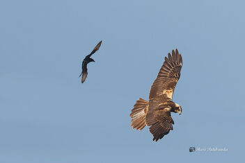 A Pesky Drongo chasing an Eurasian Marsh Harrier - Free image #476273