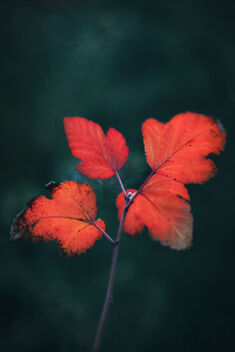 Red Leaves - image #476433 gratis
